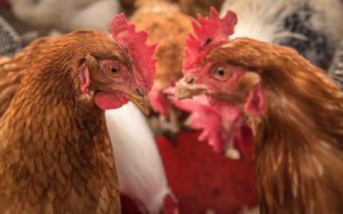 会讯|第五届全国肉鸡绿色养殖提质增效技术交流与培训会第三轮