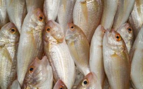 农业农村部：中俄边境水域联合增殖放流活动在黑龙江举行