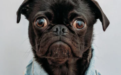 江苏盐城大市区全面部署开展狂犬病免疫注射工作