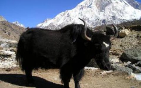 玉树州举办首届农民丰收节暨牦牛文化节