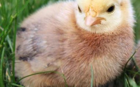 贵州台实施方案 强力推进深度贫困县生态鸡产业发展