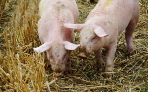 农业农村部  最新生猪及猪肉价格