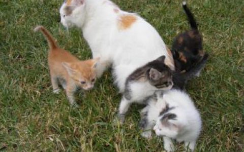 郑州市召开全市犬猫狂犬病防控工作会议