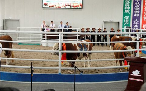 农科院牧医所助推肉牛种业振兴 第二届全国种公牛拍卖会