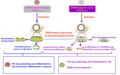 哈兽研发现马传贫病毒致弱引起细胞线粒体反应新机制
