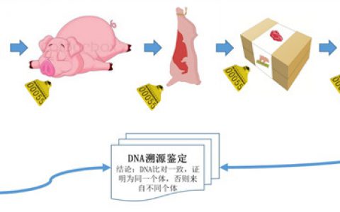 贯穿于畜牧全链条的DNA溯源系统在我国研制成功了