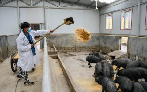 全力以赴保生产供应 千方百计稳猪肉价格——五问猪肉价格