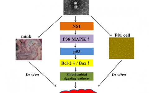 农科院特产所  水貂肠炎病毒可通过线粒体信号通路诱导细胞凋亡