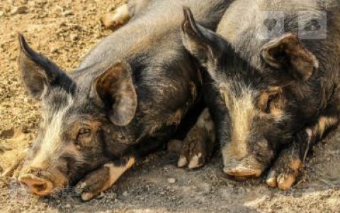 严查以环保为由搞畜禽养殖禁养“一刀切”