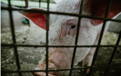 财政部多举措支持恢复生猪生产