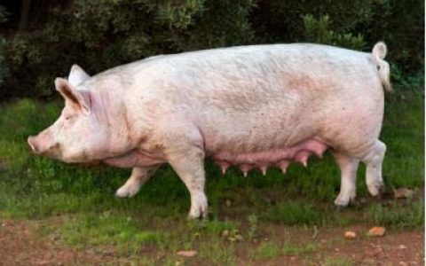 二十条黄金规则 综合防治猪病