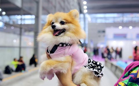 2021中国国际宠物医疗及连锁加盟展览会