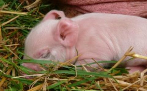 农业农村部  非洲猪瘟国际动物疫情最新动态