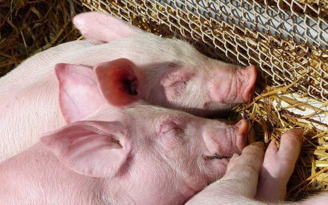 农业农村部：非洲猪瘟最新国际疫情动态