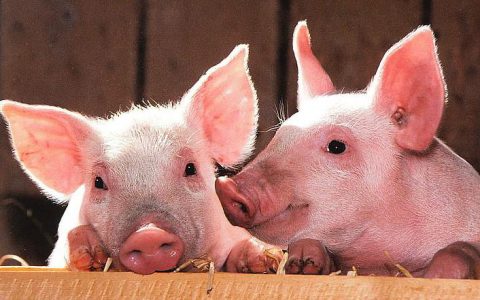 农业农村部：广西岑溪市发生非洲猪瘟疫情屠宰厂解除封锁