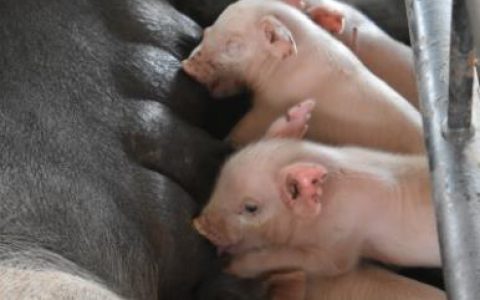 江苏出台意见稳定生猪生产供应 确保到2022年猪肉自给率达70%以上