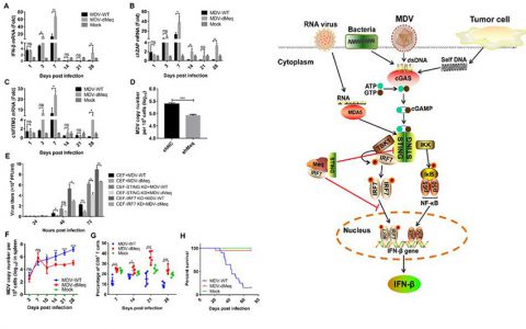 哈兽研在鸡马立克氏病病毒免疫逃逸机制研究中取得重要进展