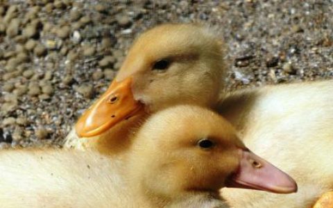 920万！ 小型白羽肉鸡配套系专利转让