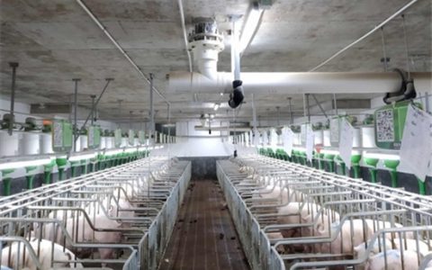 多管齐下生猪产业可持续发展