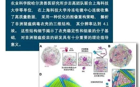 哈兽研等参与成果“解析非洲猪瘟病毒三维精细结构”入选2019年度中国科学十大进展