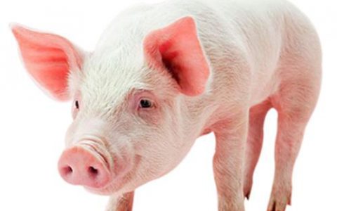 猪倌自述：从一贫如洗到有钱可赚、又到负债130多万元