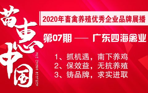 【苗惠中国】新鲜无抗、绿色养殖、求实进取 ——访广东四海蛋鸡养殖专业合作社
