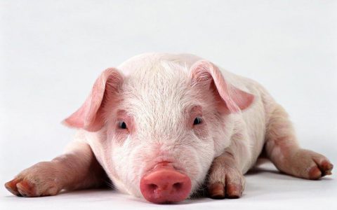 北京市17家高级别生物安全生猪规模养殖场建成