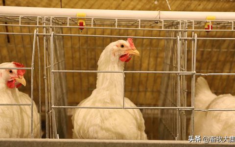 中国肉鸡育种的弯道超车
