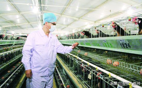 育种的跨越——从蛋鸡到肉鸡