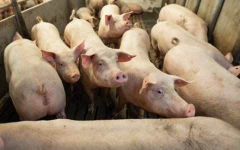 智决猪场，勃林格殷格翰「AI猪病识图」小程序正式上线