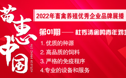 【苗惠中国】高标准、严要求，8年成就百万羽优质青年鸡场——访唐山市杜秀清禽鸣青年鸡场