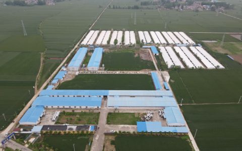 从“择优鸡”到“鸡胚蛋”，青年返乡闯出致富路——访河南明强禽业有限公司