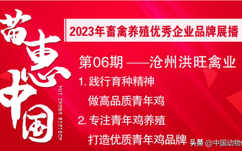 【苗惠中国】以质量求生存，打造优质青年鸡品牌——访沧州洪旺禽业育成公司