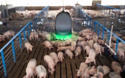 “听得见的猪群健康”——SoundTalks®“数智赋能”养猪业