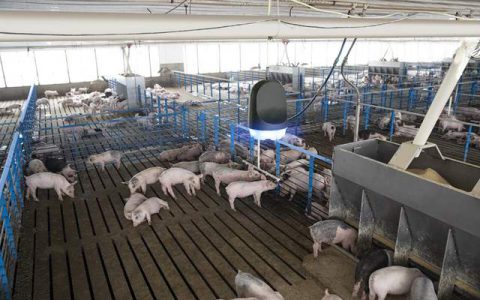 “听得见的猪群健康”——SoundTalks®“数智赋能”养猪业